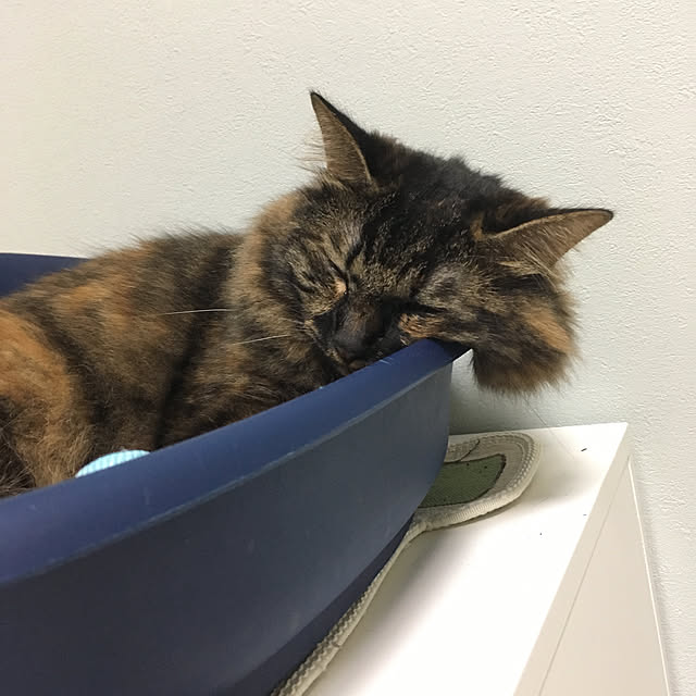 mikomaruさんの実例写真