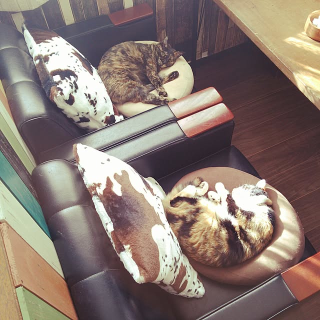 chamakonanさんの実例写真
