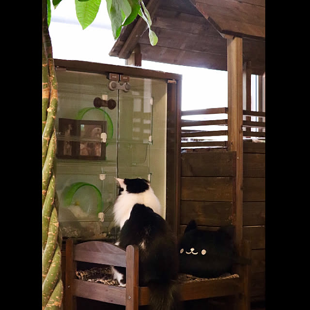 butachanさんの実例写真