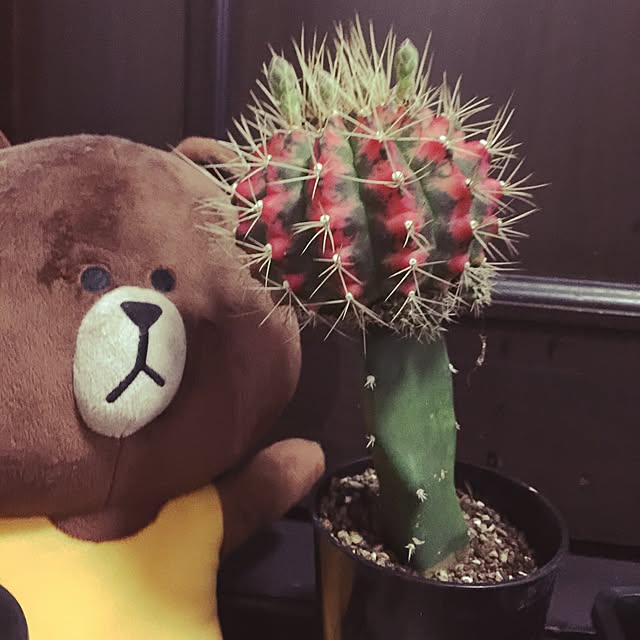 BONBOTANYさんの実例写真