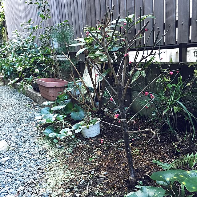 cantiamoさんの実例写真