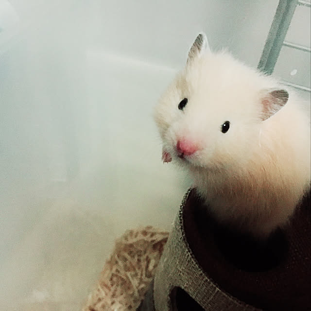 棚のインテリア実例 - 2018-10-28 20:47:42