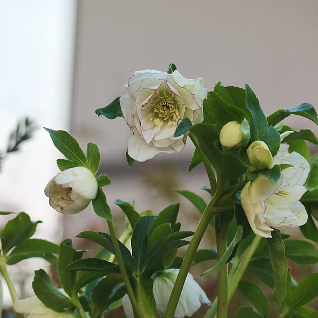 rokokoさんの部屋