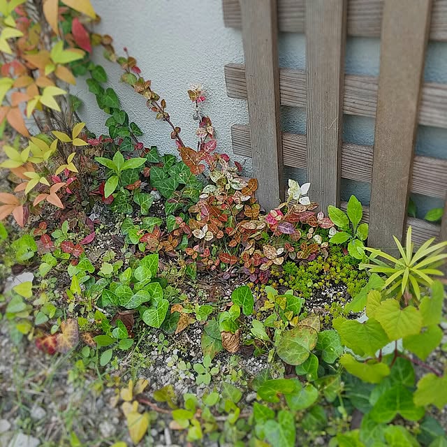 rumako32さんの実例写真