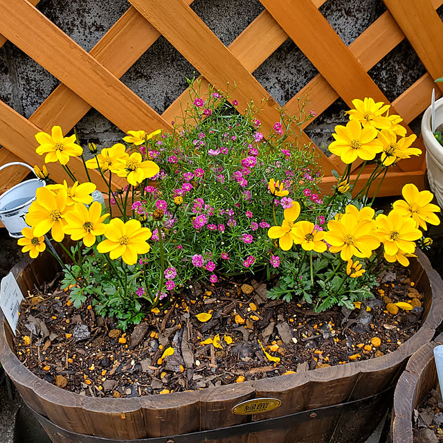 s1h1o8-r4u6iさんの実例写真