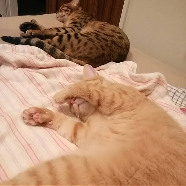 jieさんの実例写真