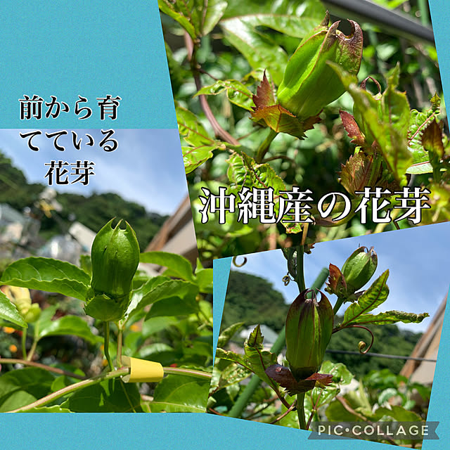 Aqettyさんの実例写真