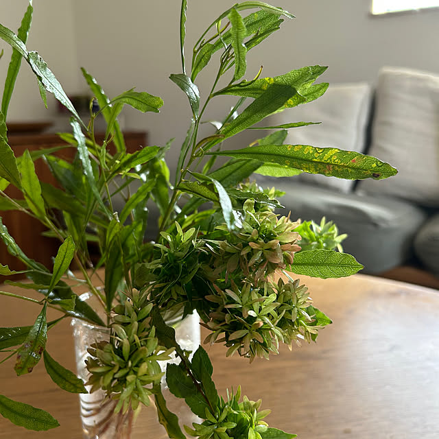 hatsugaさんの部屋