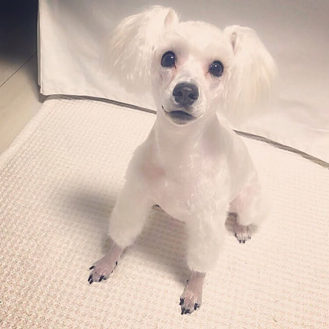 suzyさんの実例写真
