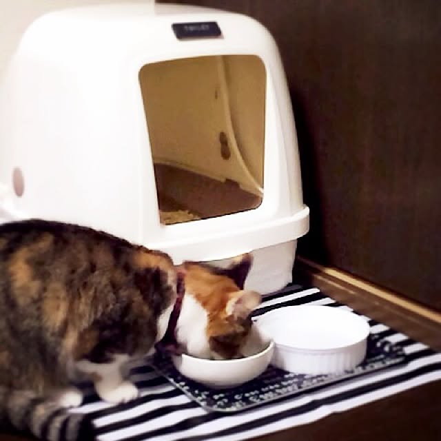 japanyuteさんの実例写真