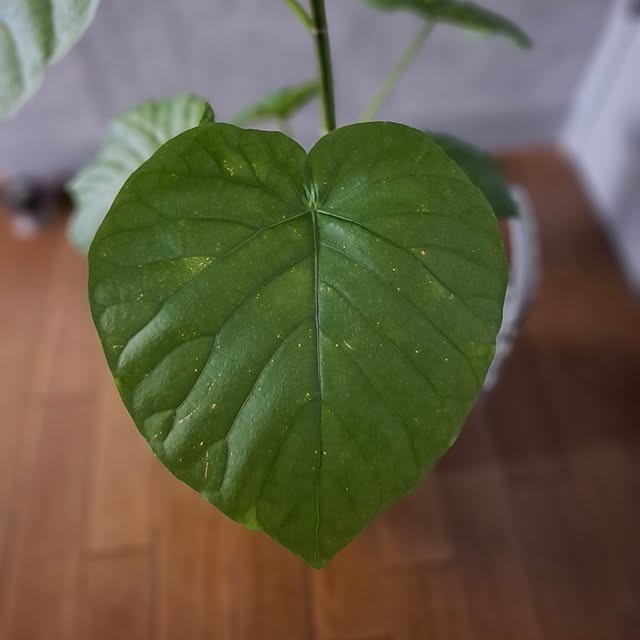 noaさんの部屋