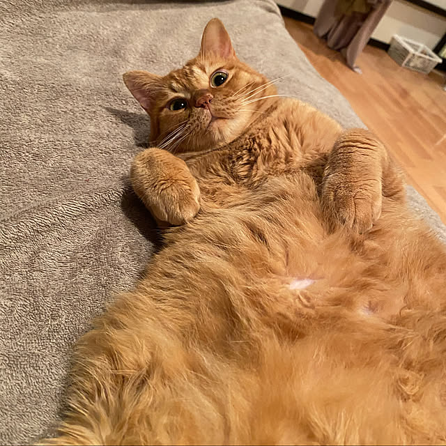 Hisashiさんの実例写真