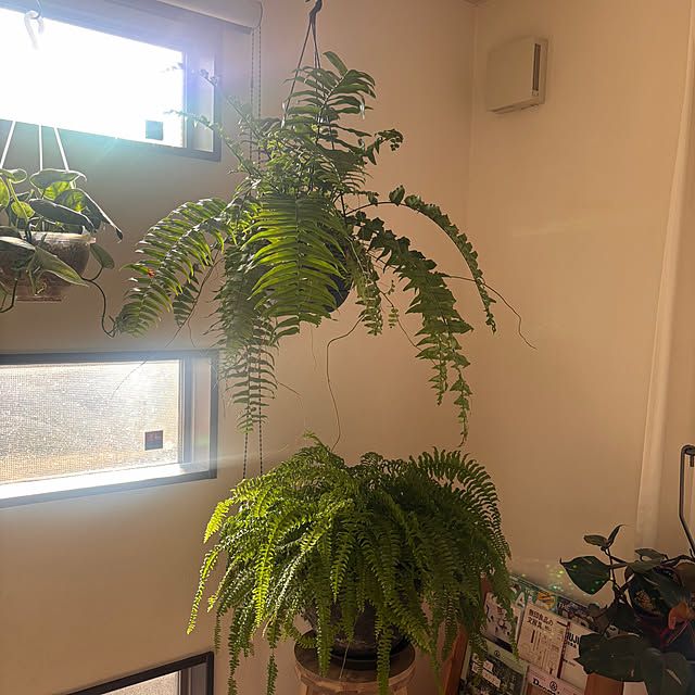 greycatsさんの部屋