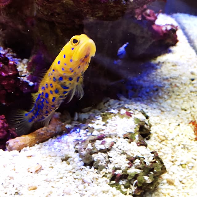 aquarium_seaさんの実例写真
