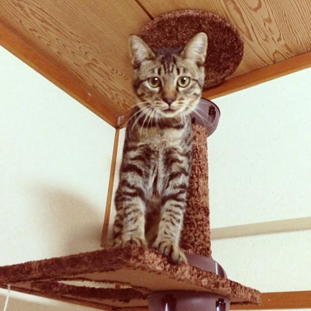 HouQさんの実例写真