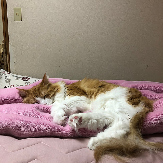 uchidaizuさんの実例写真