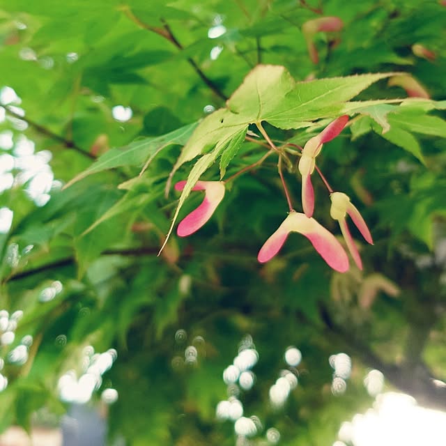 Green-appleさんの実例写真