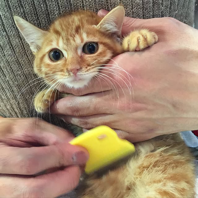 sumisumiさんの実例写真