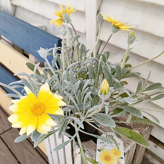 VERANDARJUNさんの実例写真
