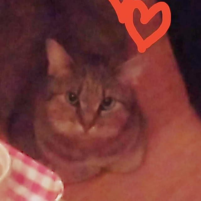 catloveさんの実例写真