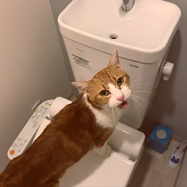 バス/トイレ/ねこのインテリア実例 - 2018-02-28 15:03:02
