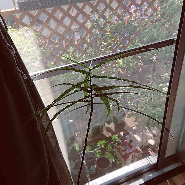 kanonさんの実例写真