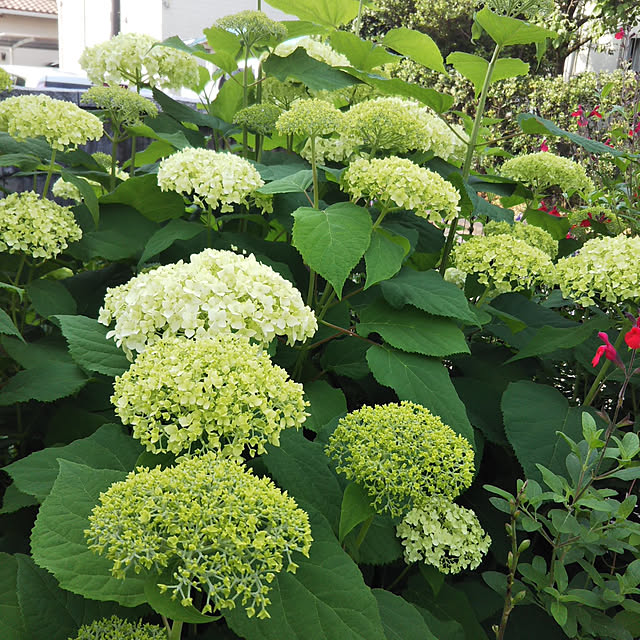 sa.yさんの実例写真