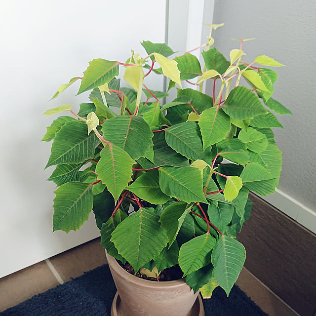 igokochiさんの実例写真