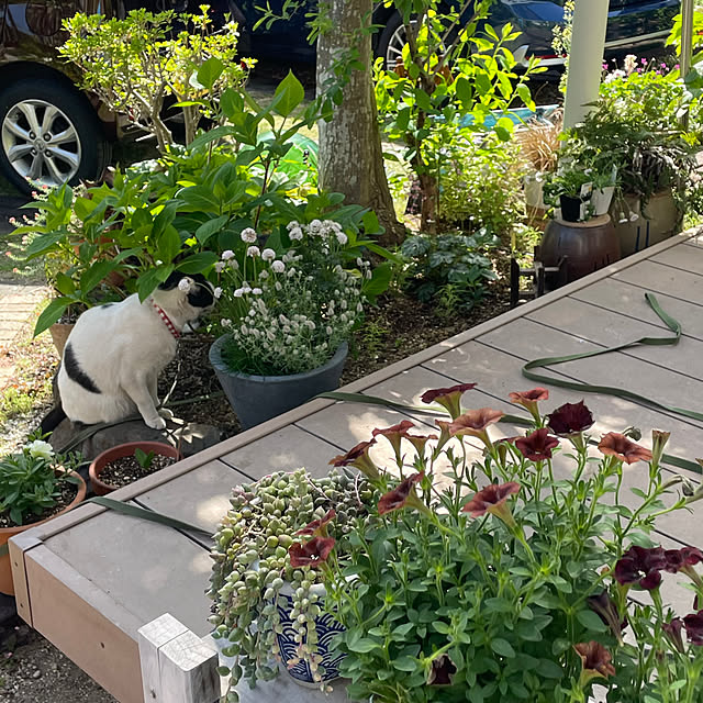 nobikoさんの部屋