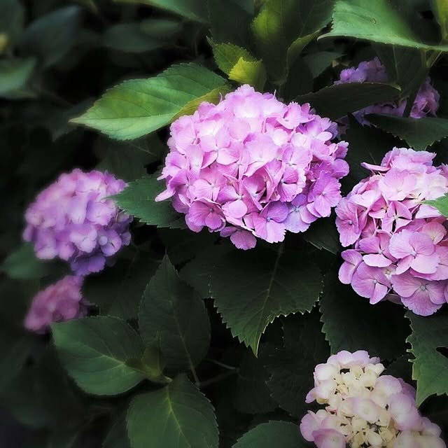 airiさんの実例写真