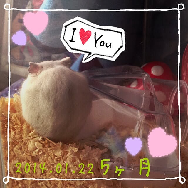 M-kaさんの実例写真