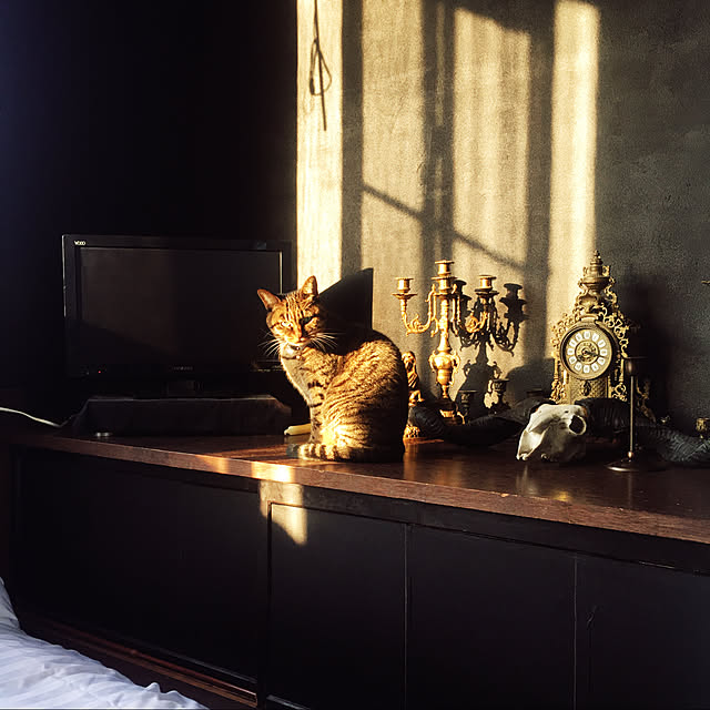 100均/猫/保護猫/猫と暮らす/ミニマリストになりたい...などのインテリア実例 - 2020-10-30 07:15:57