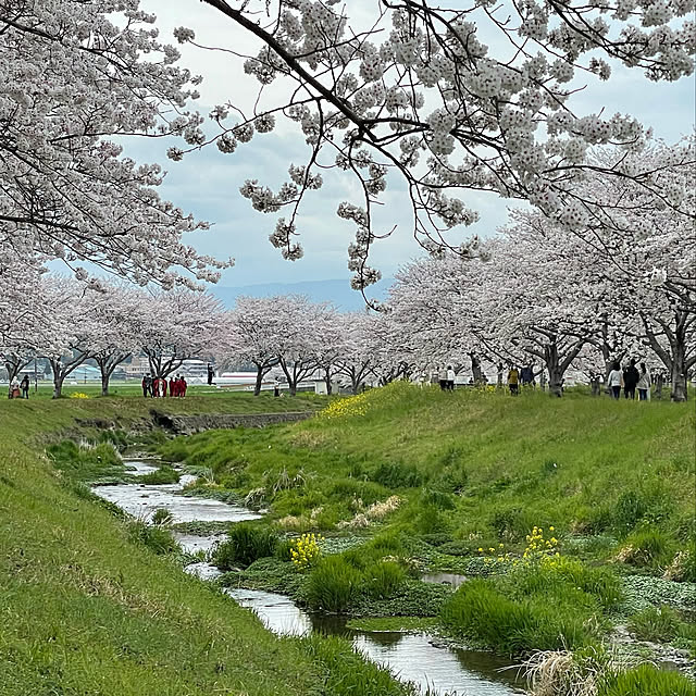 実例写真