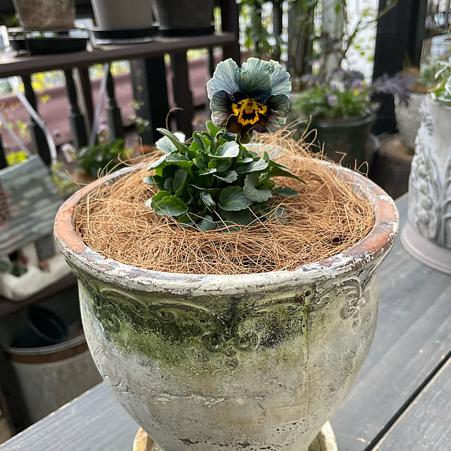 shiropenguinさんの部屋