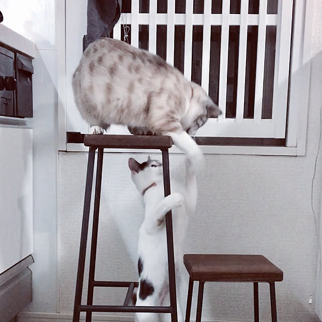 biblicatさんの実例写真