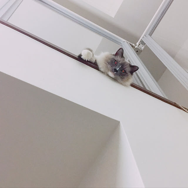 ne-coさんの実例写真