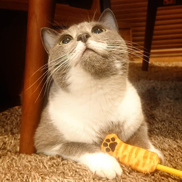 chondyさんの実例写真