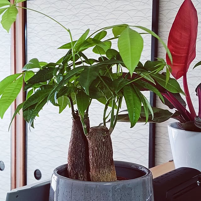 hanachanさんの部屋