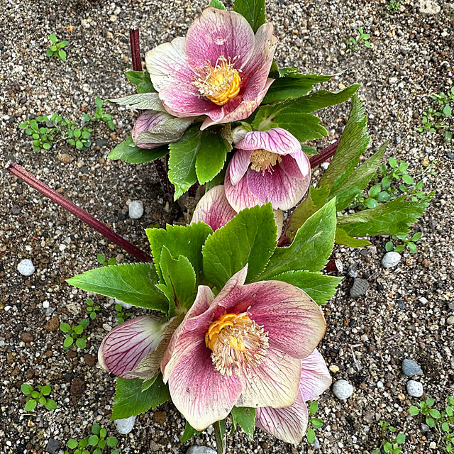 mama_sanさんの実例写真