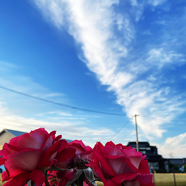 miyamiyaさんの実例写真