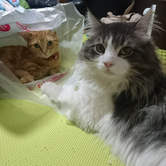 shinobuさんの実例写真