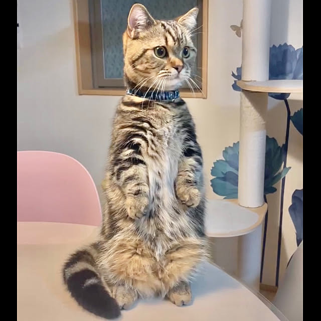 chiiさんのお部屋の写真