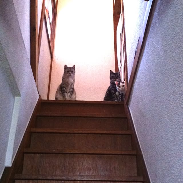 LaLaLaTaroさんの実例写真