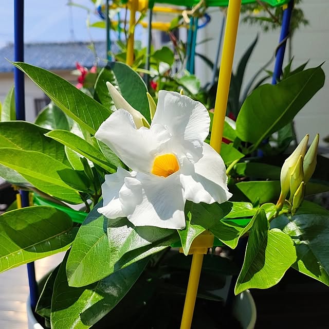 VERANDARJUNさんの実例写真