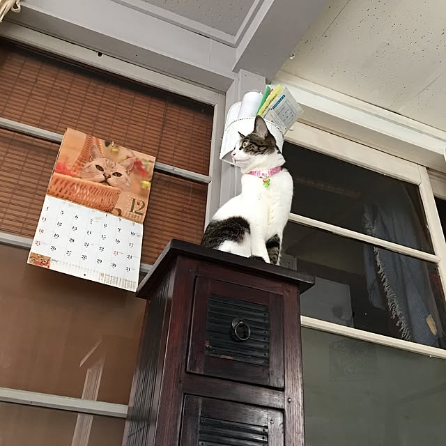 Shihoさんの実例写真