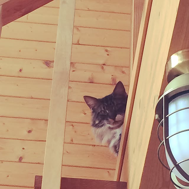 yuchikoさんの実例写真