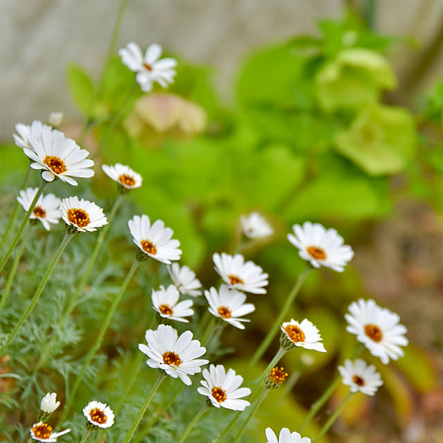 mikigumaさんの実例写真