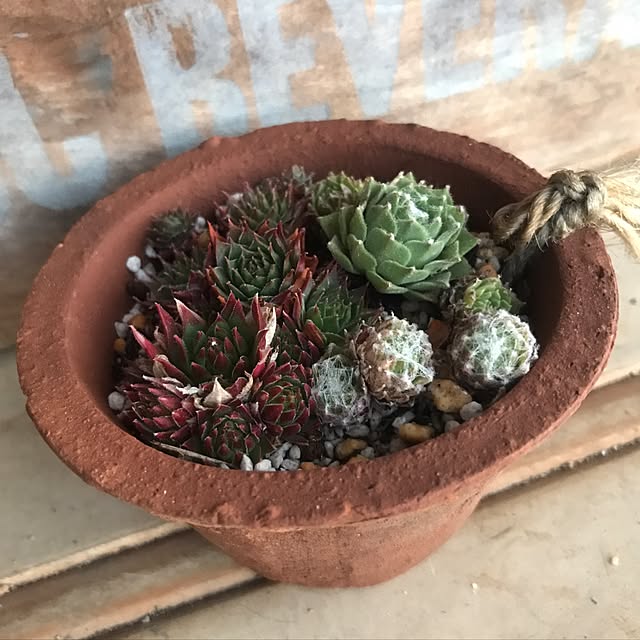 miniさんの実例写真