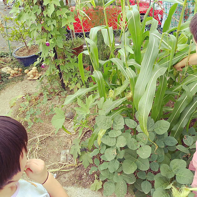 玄関/入り口/家庭菜園/賃貸部/家庭菜園初心者/子供のいる家...などのインテリア実例 - 2021-09-10 02:36:43