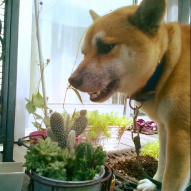 kotaさんの実例写真